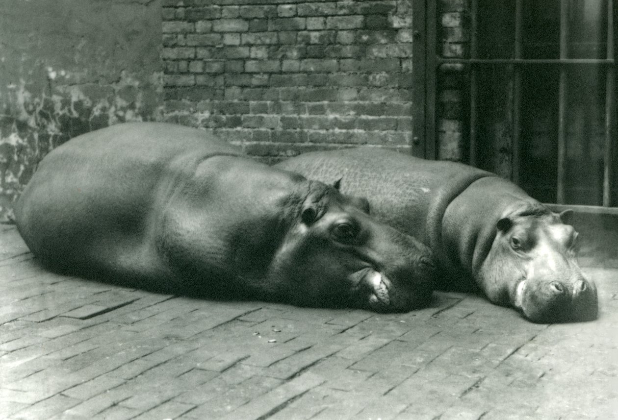 Flusspferde Bobbie und Joan liegen in ihrem Gehege im Londoner Zoo, Juli 1923 (Schwarz-Weiß-Foto) von Frederick William Bond