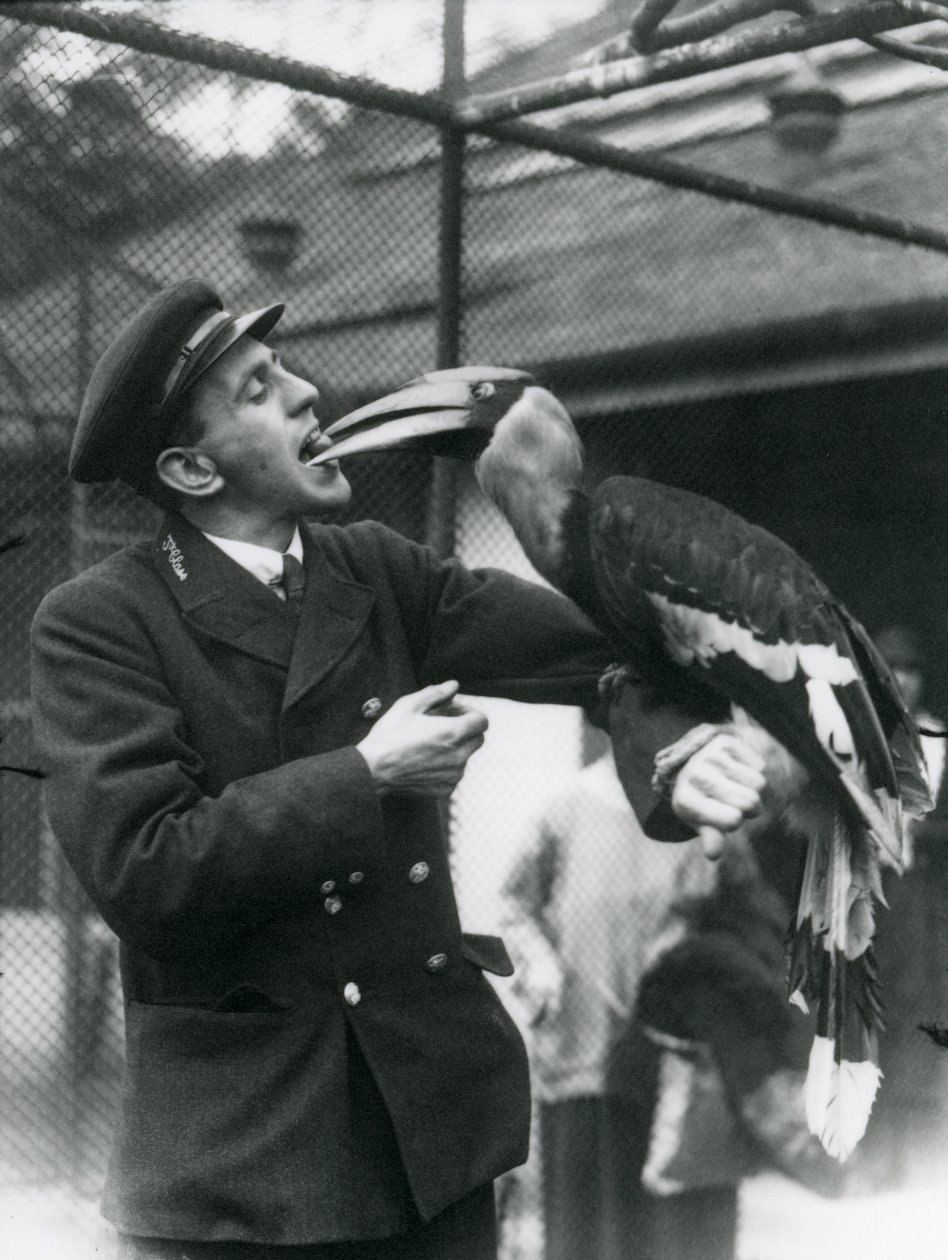 Tierpfleger T. Raggett füttert einen Großen Indischen Hornvogel mit einer Frucht, die er im Mund hält. Londoner Zoo 1924 von Frederick William Bond