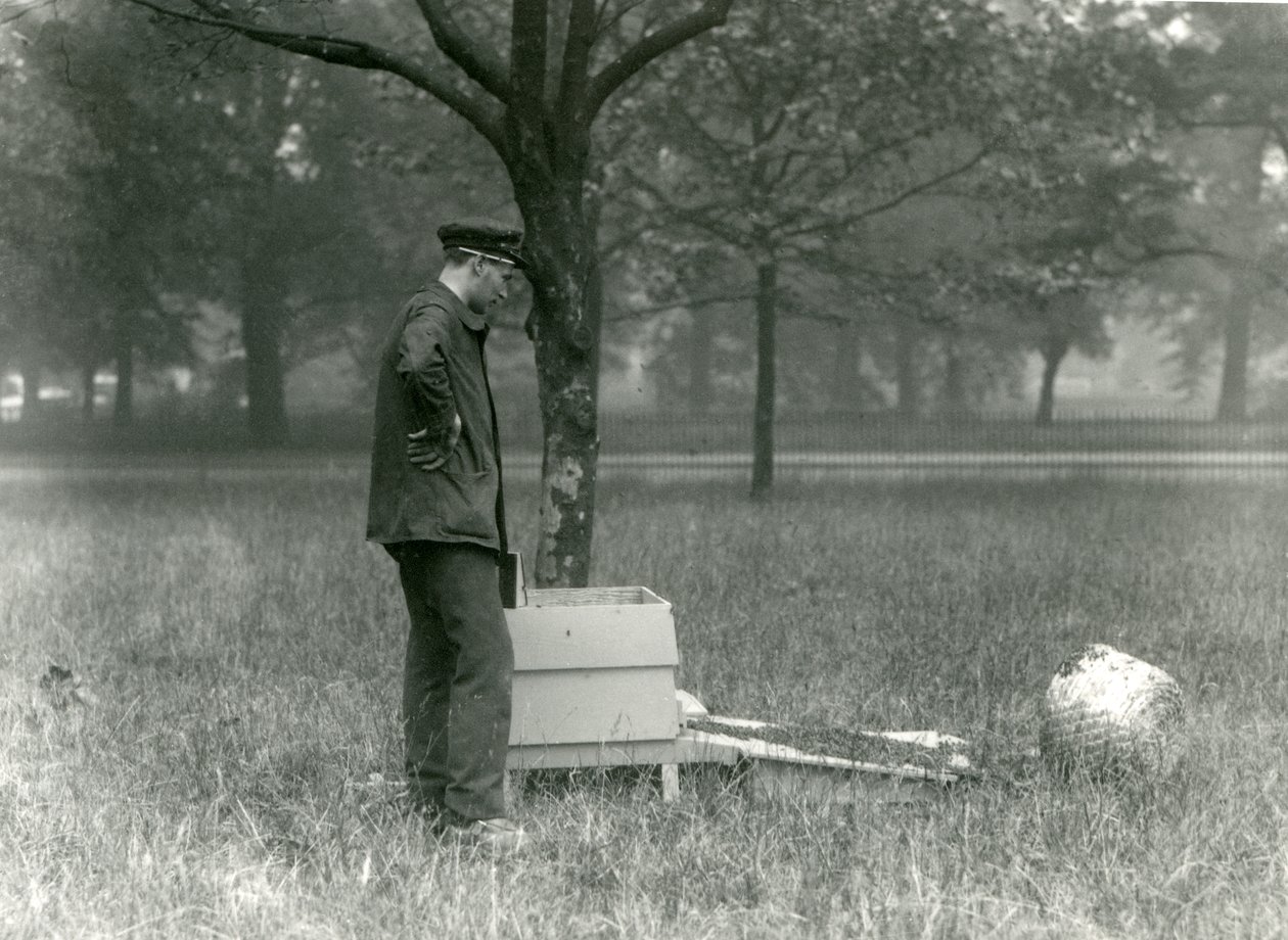Wärter Brown bewegt einen Schwarm Honigbienen, Londoner Zoo, Juli 1926 von Frederick William Bond