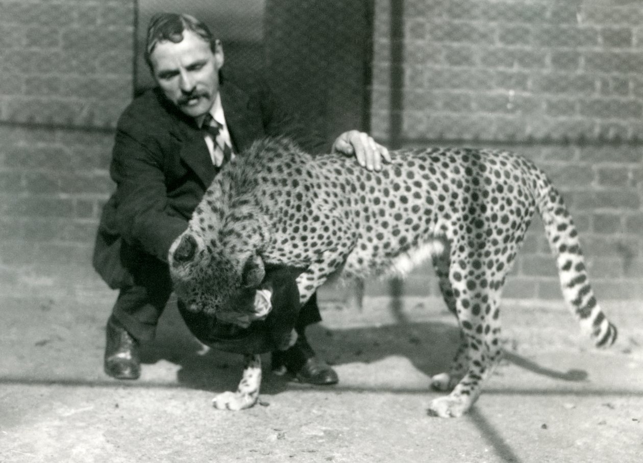 Wärter Charles Dixon mit einem verspielten Geparden im Londoner Zoo, Oktober 1922 von Frederick William Bond