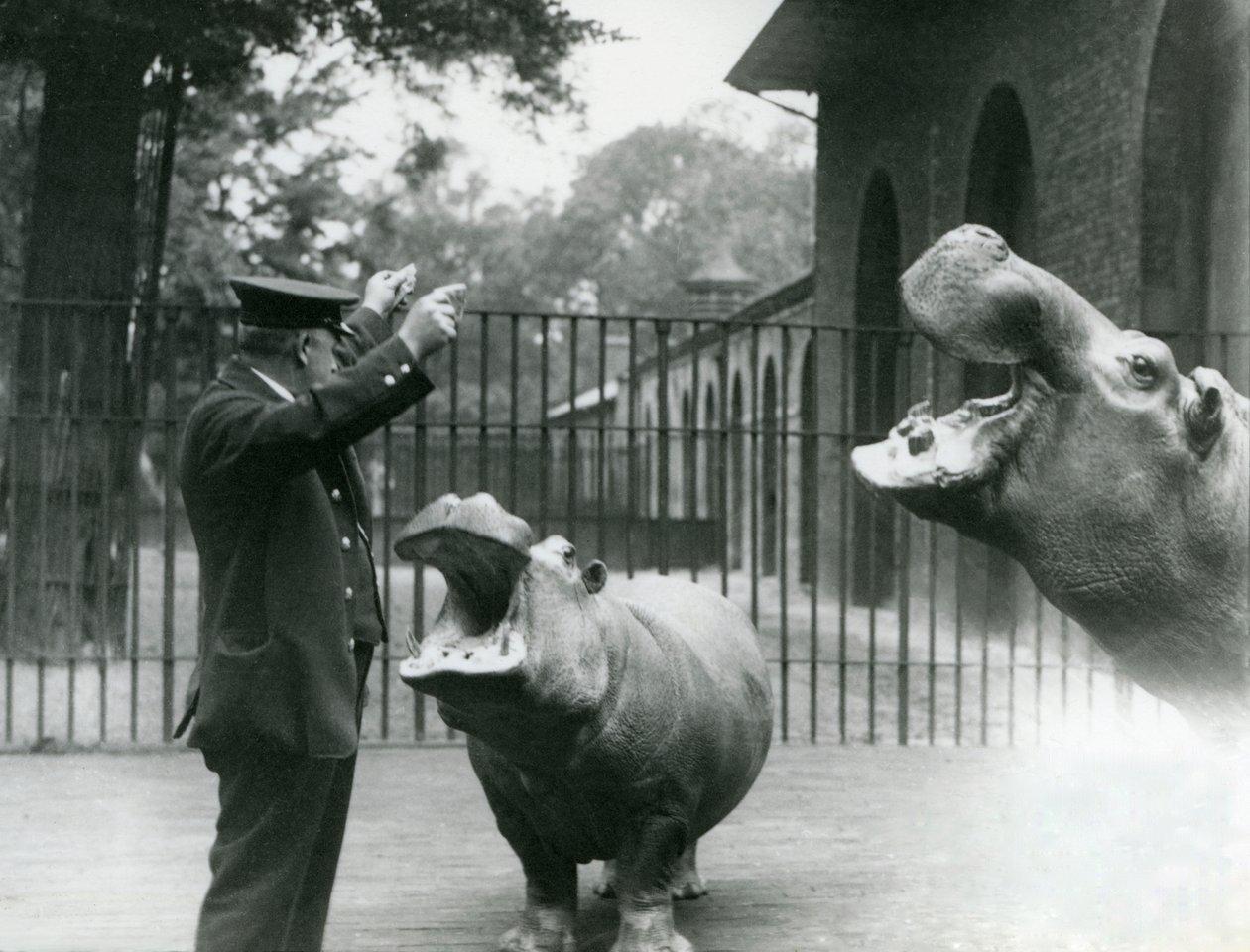 Wärter Ernie Bowman mit den Flusspferden Bobbie und Joan im London Zoo, Juli 1923 von Frederick William Bond