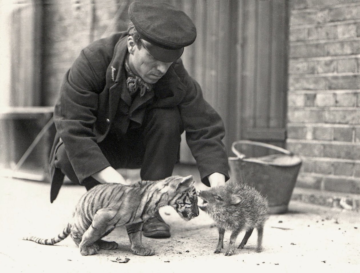 Wärter H. Warwick mit einem Tigerjunges und einem Pekari, aufgenommen im ZSL London Zoo, Mai 1914 von Frederick William Bond