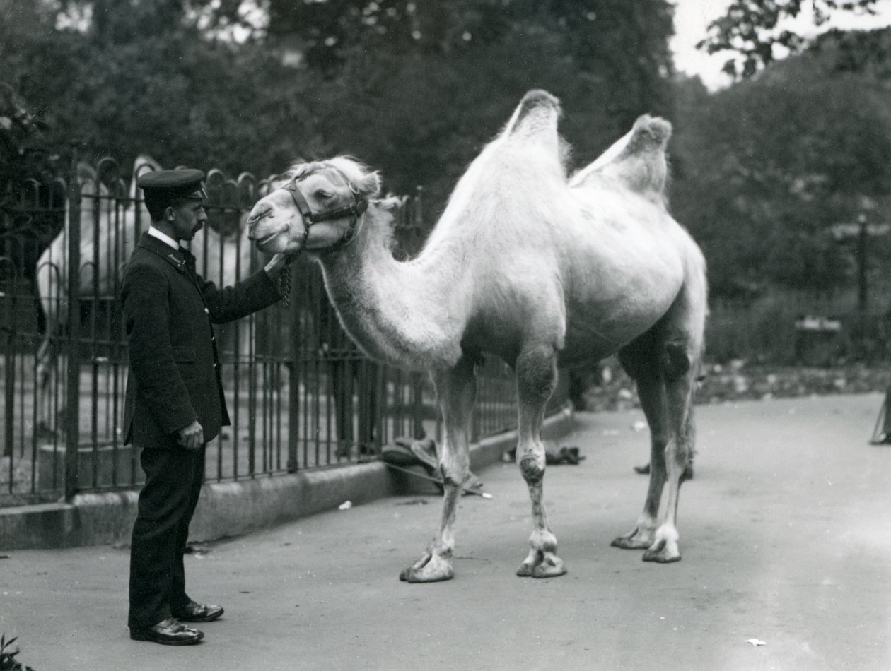 Wärter W. Styles mit einem Baktrischen Kamel im Londoner Zoo, Juli 1914 von Frederick William Bond