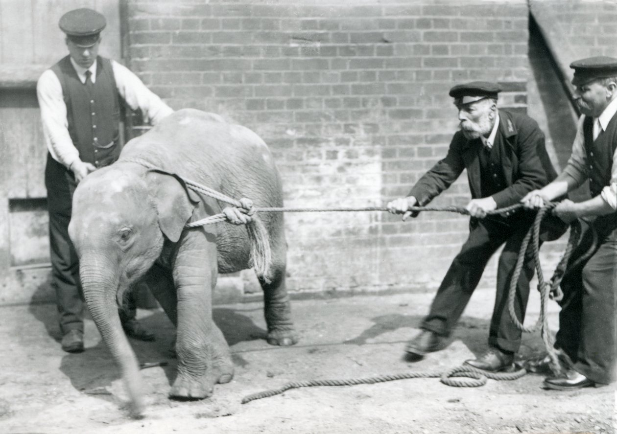 Wärter A. Church, Charles Eyles und H. Robertson versuchen, ein Baby-Asiatischer Elefant an einem Seil zu führen, Londoner Zoo, September 1919 von Frederick William Bond