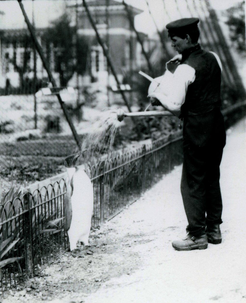 Königspinguin, der von Wärter Harry Munro mit einer Gießkanne im Londoner Zoo im Mai 1914 geduscht wird. Munro wurde im Ersten Weltkrieg getötet, nachdem er in der Armee, in Luftschiffen und in der U-Boot-Abwehr gedient hatte von Frederick William Bond