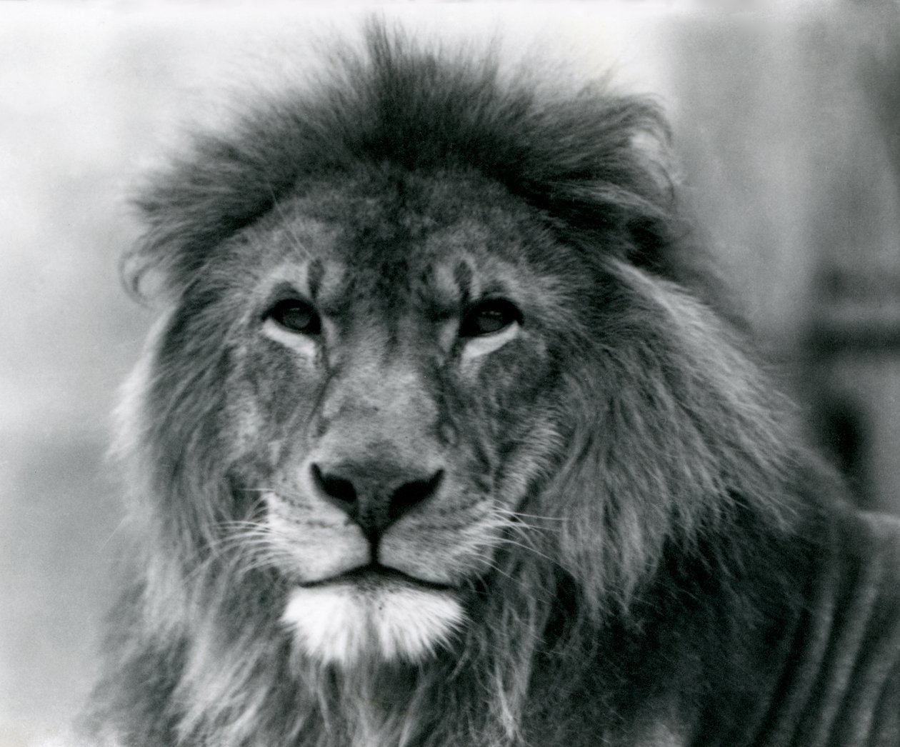 Männlicher Löwe Kuja im Londoner Zoo im Januar 1925 von Frederick William Bond