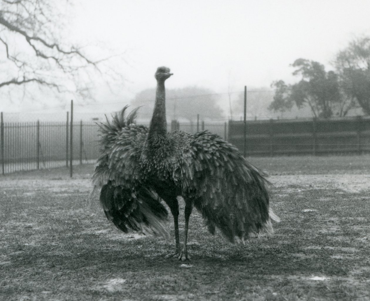 Balzruf eines Großen Nandu, London Zoo von Frederick William Bond