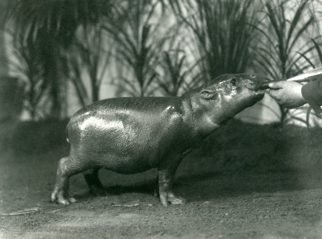 Percy, ein junger Zwergflusspferd, wird im Londoner Zoo von Hand gefüttert, November 1923 (Schwarz-Weiß-Foto) von Frederick William Bond