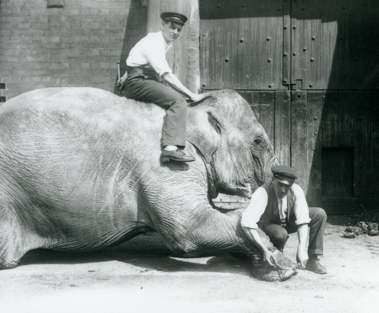 Sundermalah lässt sich von einem Wärter die Vorderfüße trimmen, während ein anderer auf ihrem Rücken sitzt, Londoner Zoo, August 1926 von Frederick William Bond