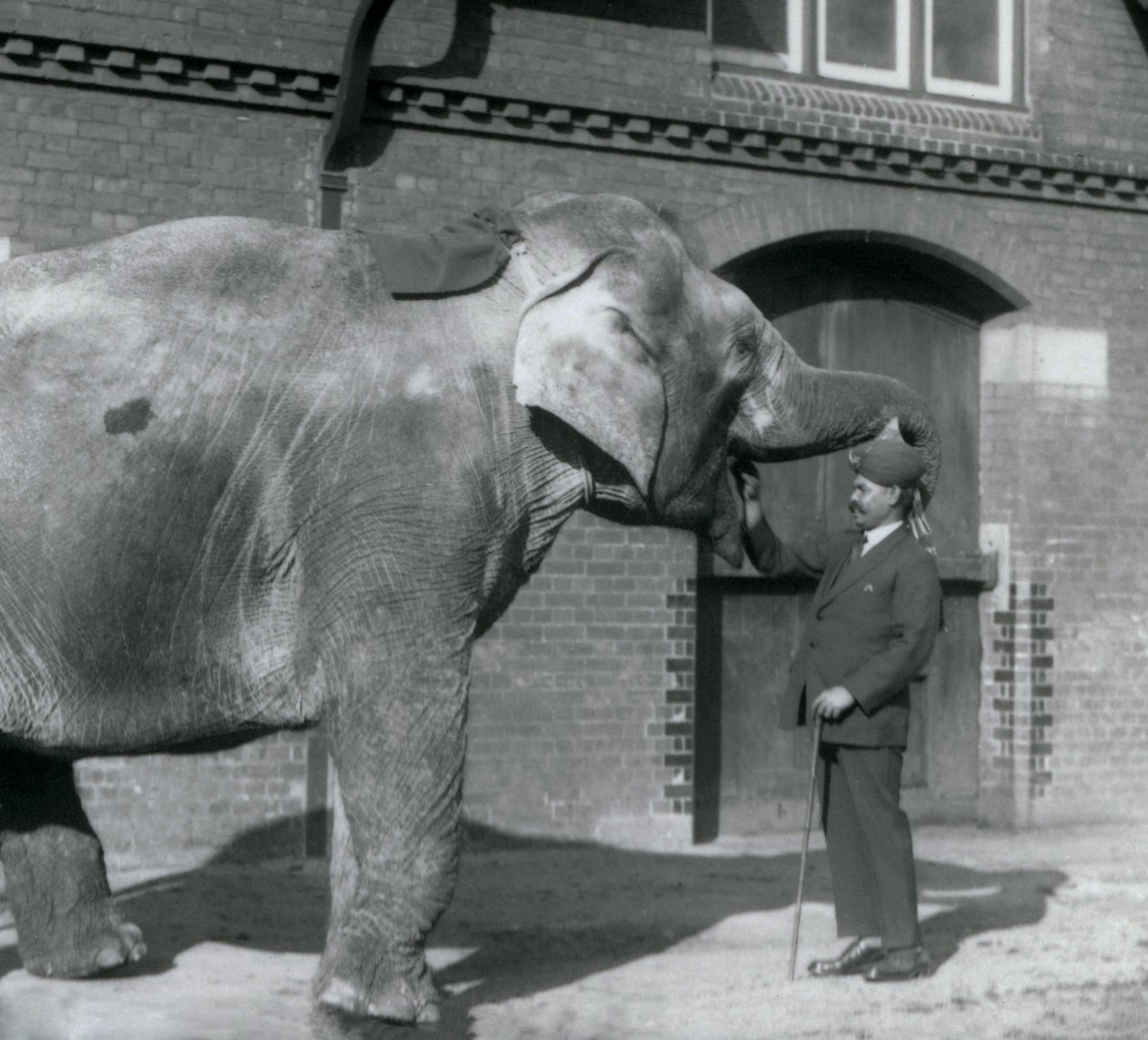 Syed Ali trainiert Indiarani vor dem Elefantenhaus, London Zoo, Oktober 1925 von Frederick William Bond
