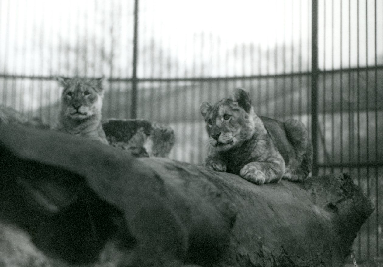 Zwei Löwenjunge, die in der Menagerie geboren wurden, in ihrem Gehege im Londoner Zoo, April 1924 von Frederick William Bond
