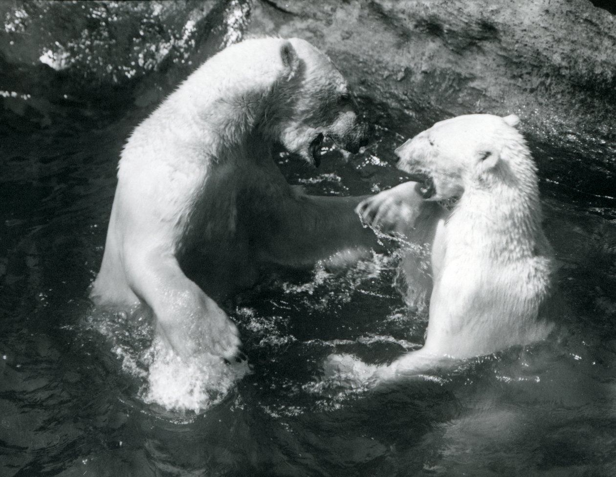 Zwei Eisbären, spielend in ihrem Pool im Londoner Zoo im Jahr 1926 von Frederick William Bond