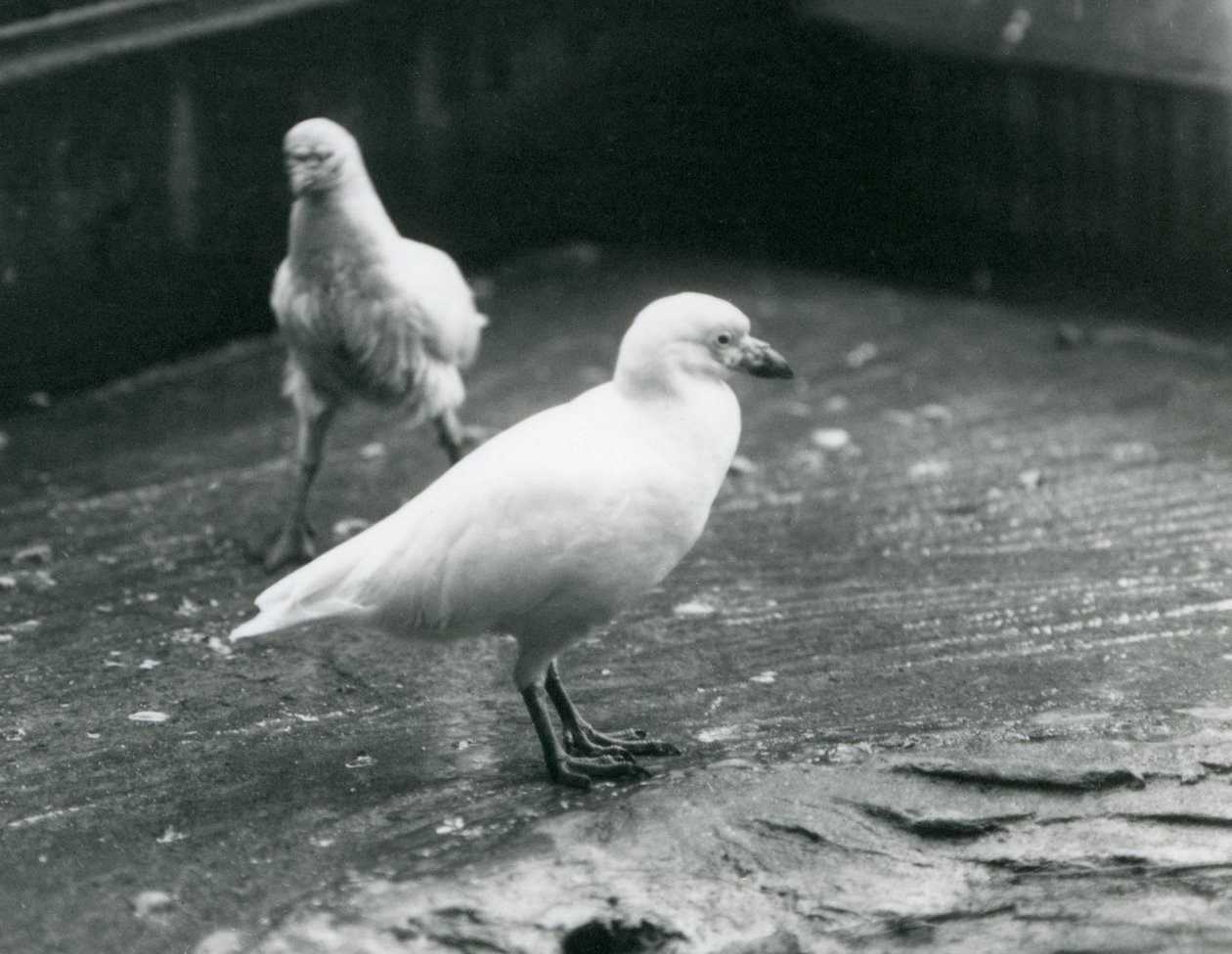 Zwei Schneescheidenvögel, die im August 1927 im Londoner Zoo stehen und gehen von Frederick William Bond