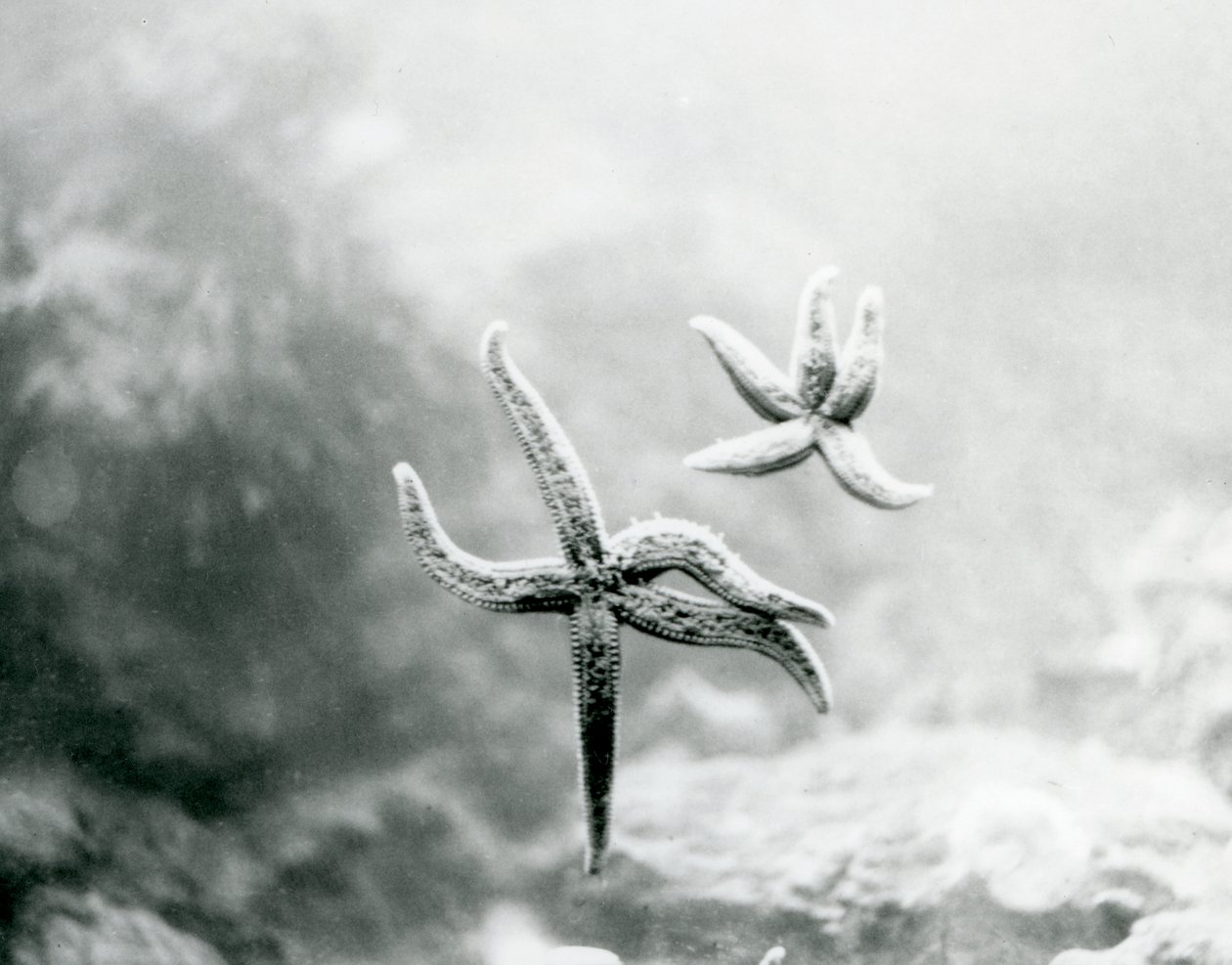 Zwei Seesterne an der Aquariumscheibe, die ihre Unterseiten zeigen, Londoner Zoo, März 1925 von Frederick William Bond