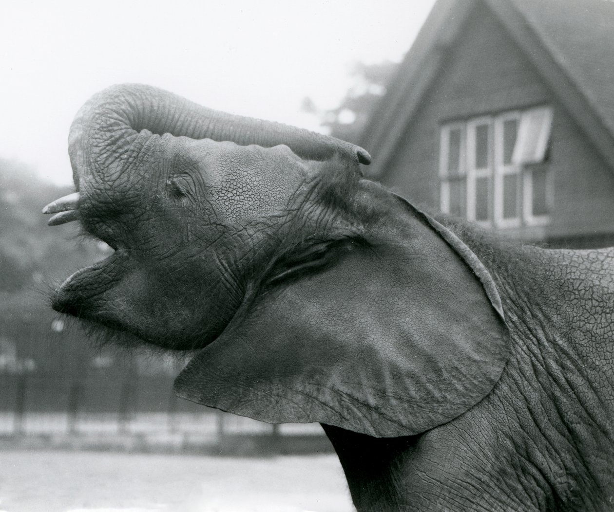 Junger afrikanischer Elefant Kiberenge hebt seinen Rüssel und ruft, Londoner Zoo, August 1925 von Frederick William Bond