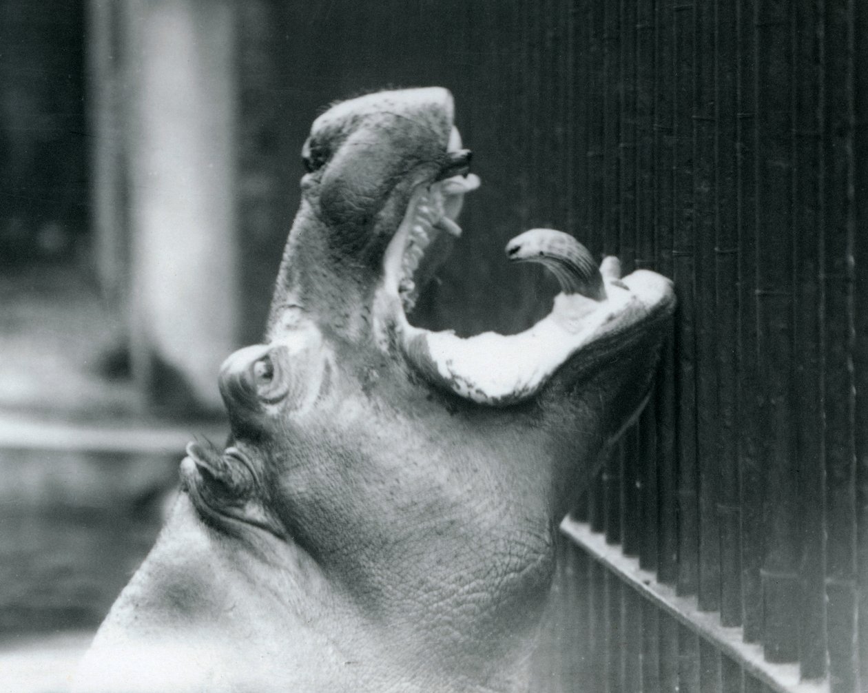 Junger Flusspferd Bobbie im Londoner Zoo, 1927 von Frederick William Bond