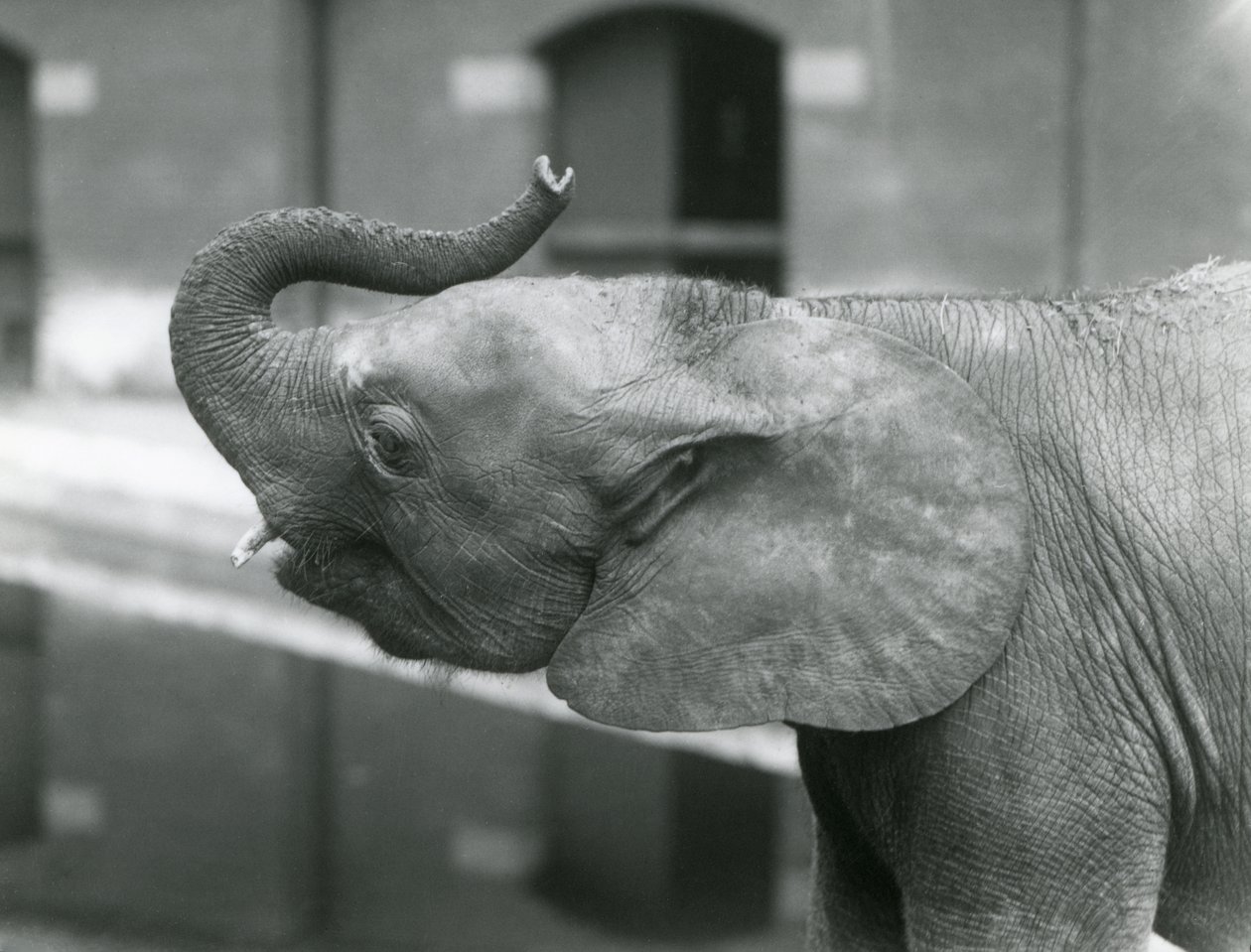 Junge weibliche afrikanische Zwerg-Elefantin Oojah hebt ihren Rüssel im Londoner Zoo, Juli 1925 von Frederick William Bond