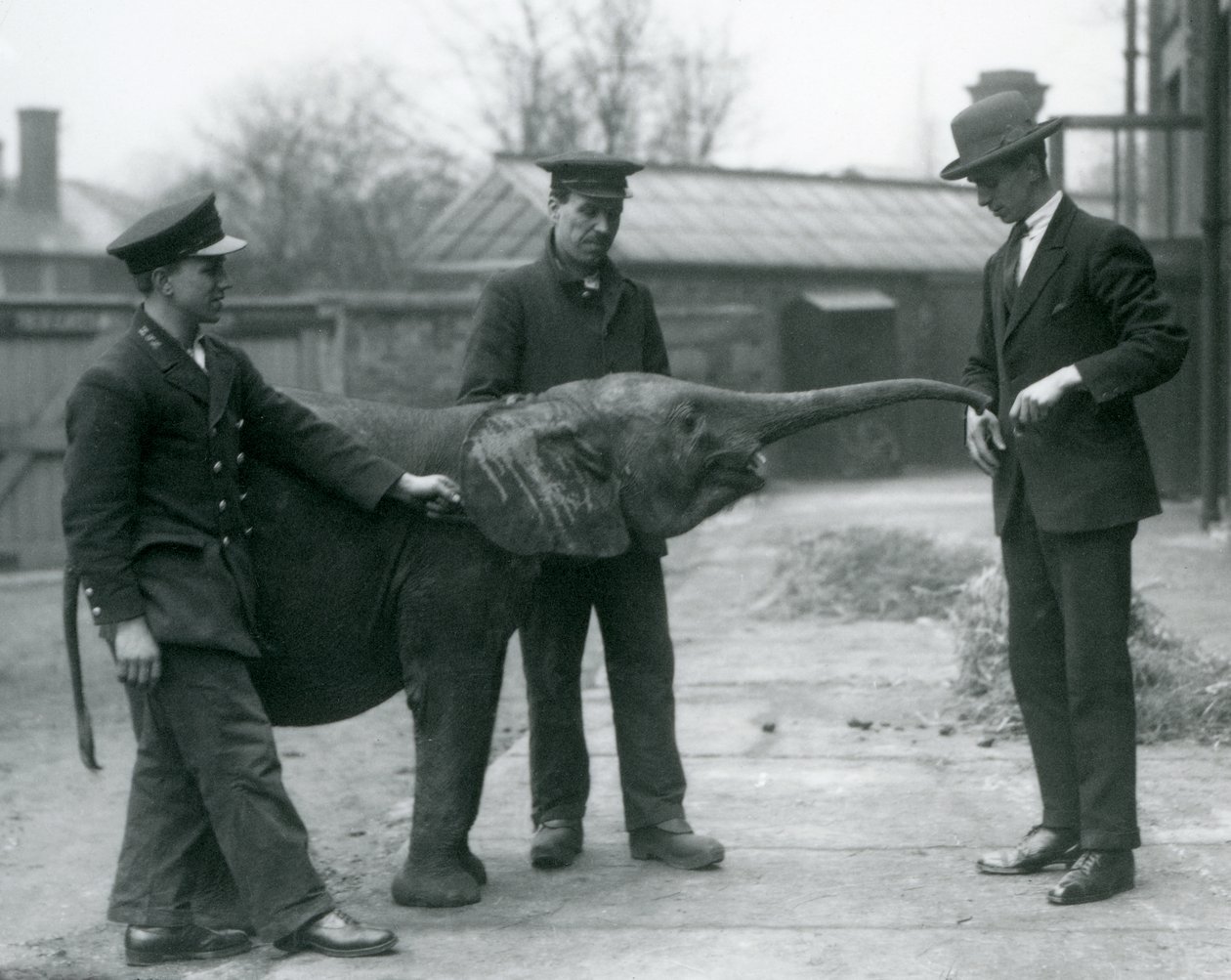 Junge weibliche afrikanische Zwerg-Elefantin Oojah hebt ihren Rüssel für eine Belohnung im Londoner Zoo, Juni 1925 von Frederick William Bond