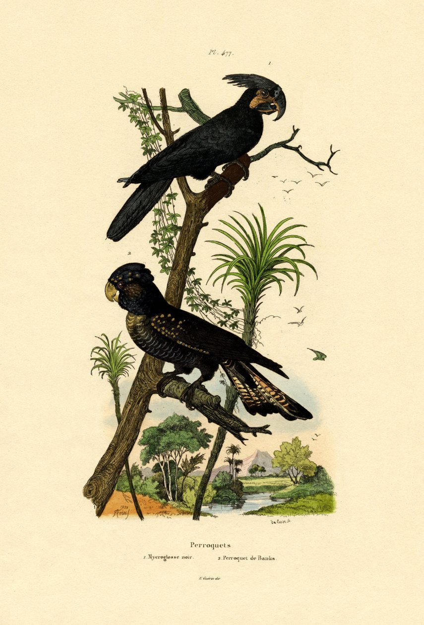 Schwarzpalmenkakadu von French School