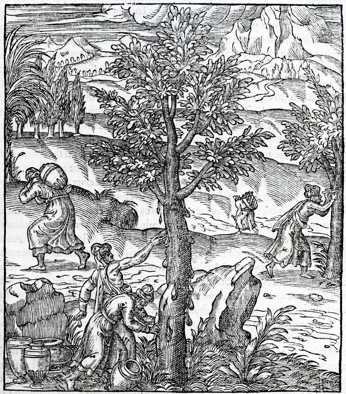 Sammeln von Weihrauch von Kiefern, Illustration aus Cosmographie Universelle, von Andre de Thevet, 1575 von French School