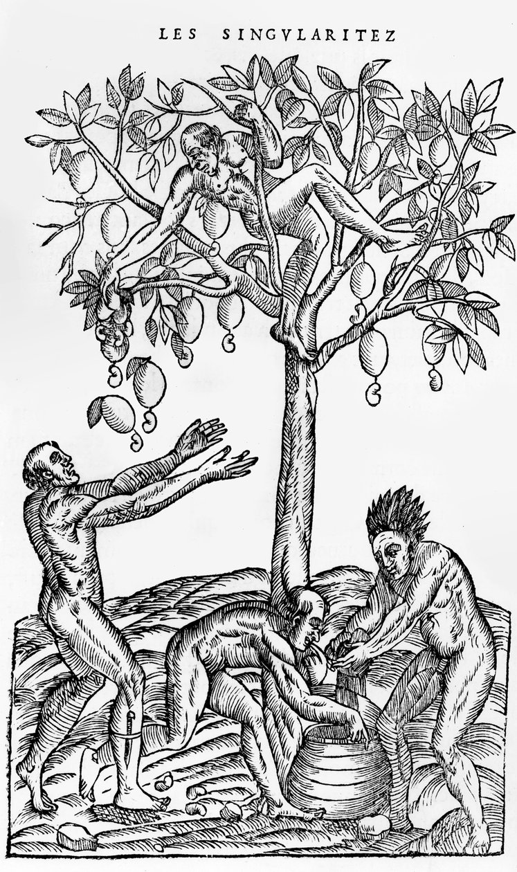 Nusssammlung zur Weinherstellung, Illustration aus Singularitäten von Frankreich Antarctique, von Andre de Thevet, 1558 von French School