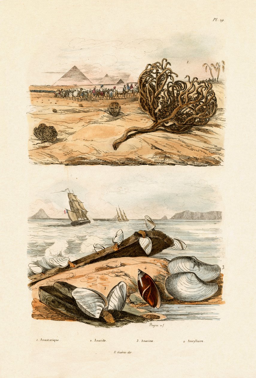 Rose von Jericho, 1833-39 von French School