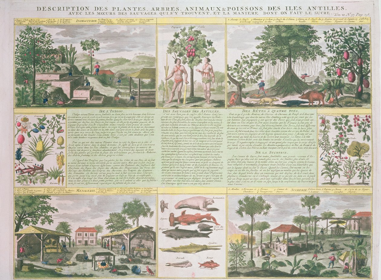 Beschreibung von Pflanzen, Bäumen, Tieren und Fischen in den Antillen, Illustration aus Histoire Generale des Antilles Habitees par les Francois Bd. 2 von Jean Baptiste Du Tertre (1610-1687) von French School