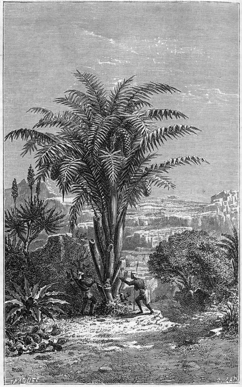 Ein Gagouier aus Guinea ist eine Palme aus dem Stamm der Calamees. Es ist unentbehrlich für das Leben, weil es den Afrikanern Brot und Wein gibt. Gravur im „le journal de la jeunesse“ von French School