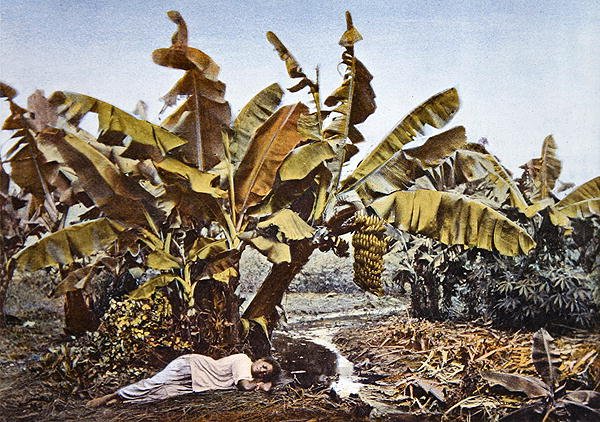 Eine Bananen- und Maniokplantage in Neukaledonien, spätes 19. Jahrhundert von French School