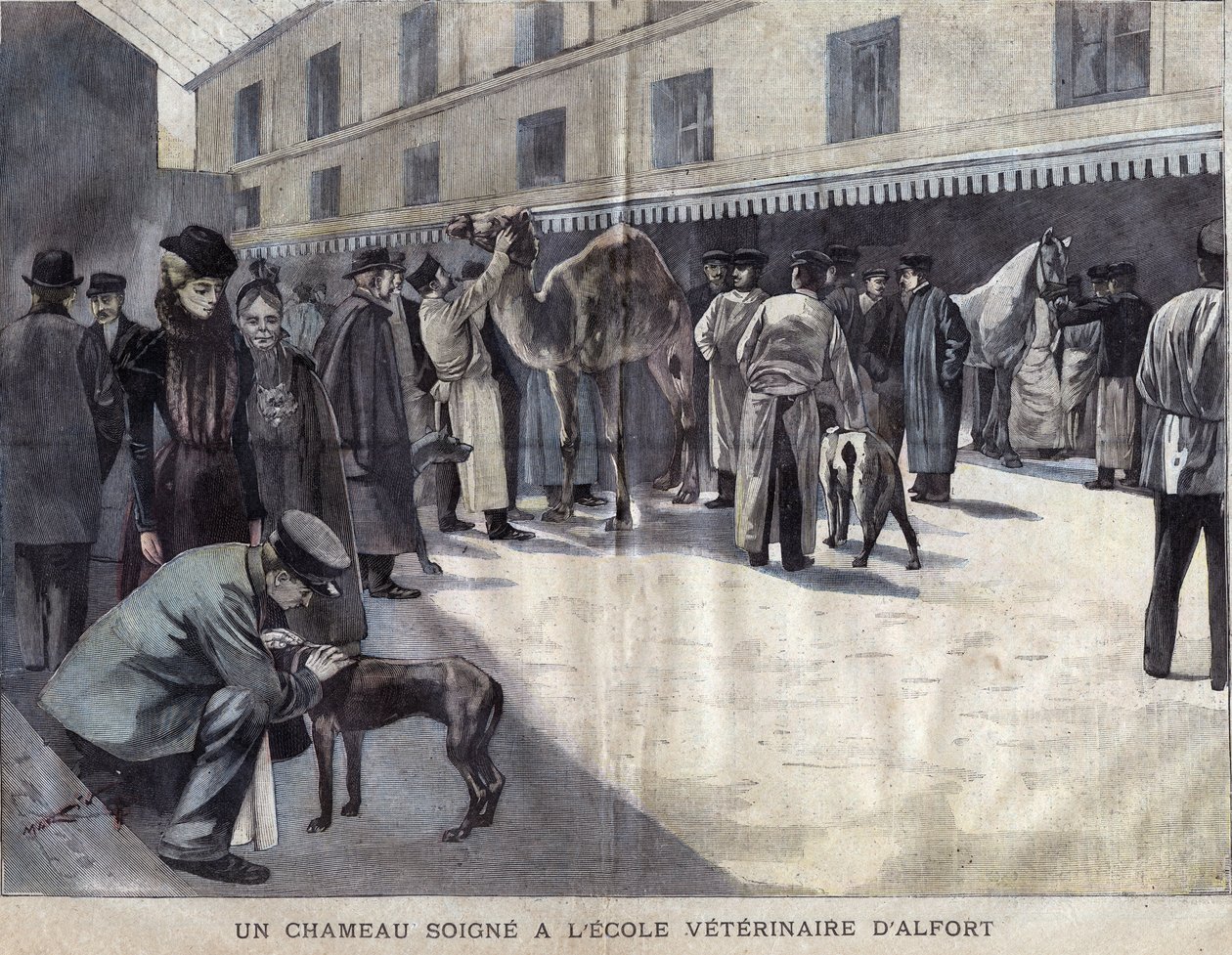 Ein Kamel wird an der Veterinärschule von Maison-Alfort behandelt. Illustration von 1899 in 