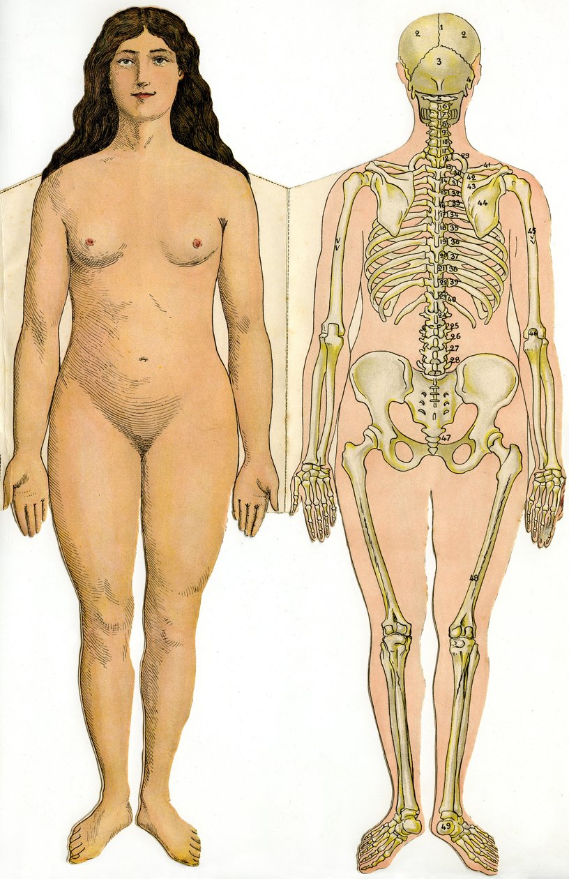 Anatomische Faltkarte der Neuen Praktischen Enzyklopädie der Medizin und Hygiene, von Dr. Rehm, Buchhandlung Aristide Quillet 1922 - menschlicher Körper - nackte Frau und weibliches Skelett von French School