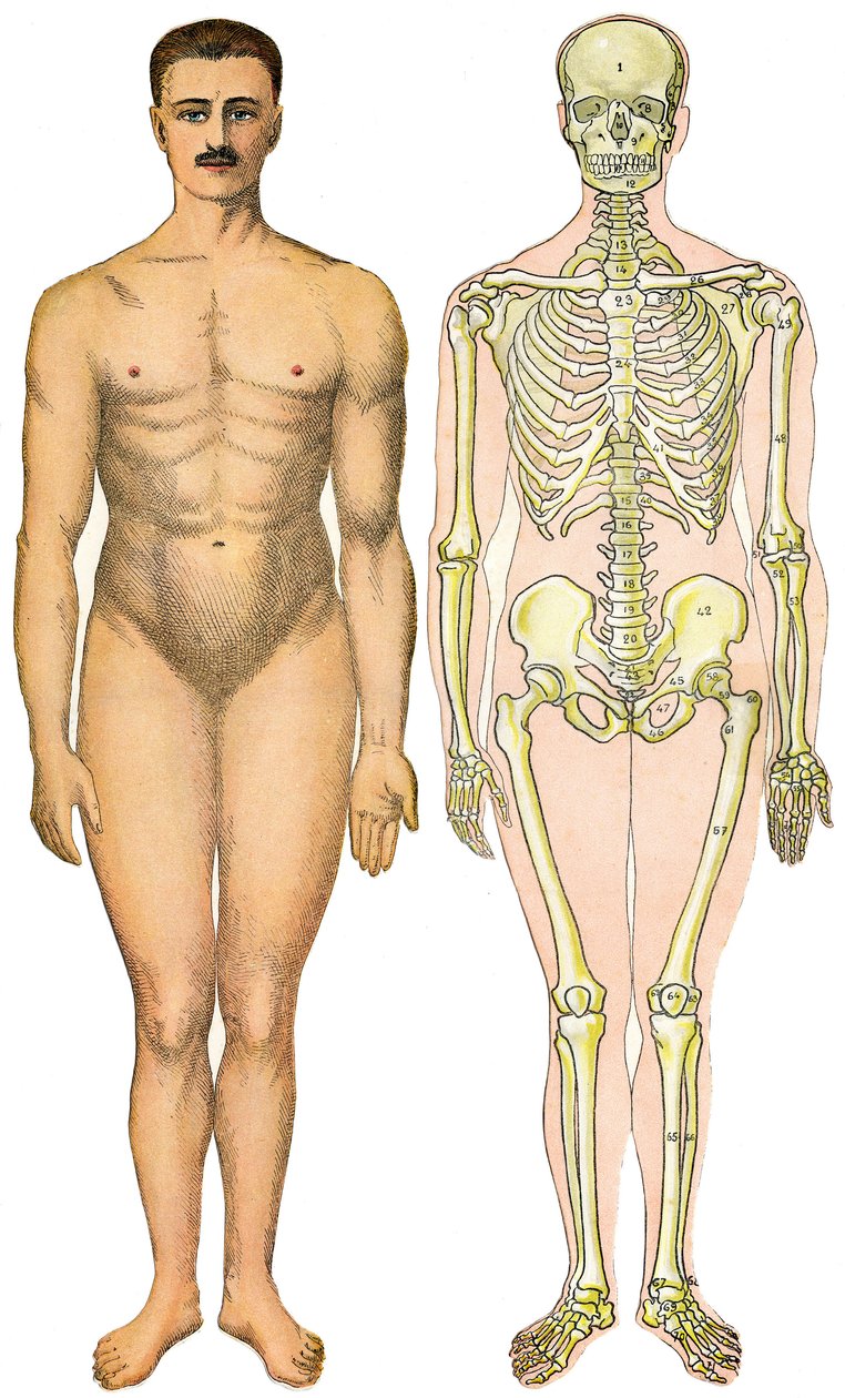 Anatomisches Faltblatt der Neuen Praktischen Enzyklopädie der Medizin und Hygiene, von Dr. Rehm, Buchhandlung Aristide Quillet 1922 - menschlicher Körper Gesicht - nackter Mann ohne offensichtliches Geschlecht (Gummigeschlecht) neben seinem Skelett von French School