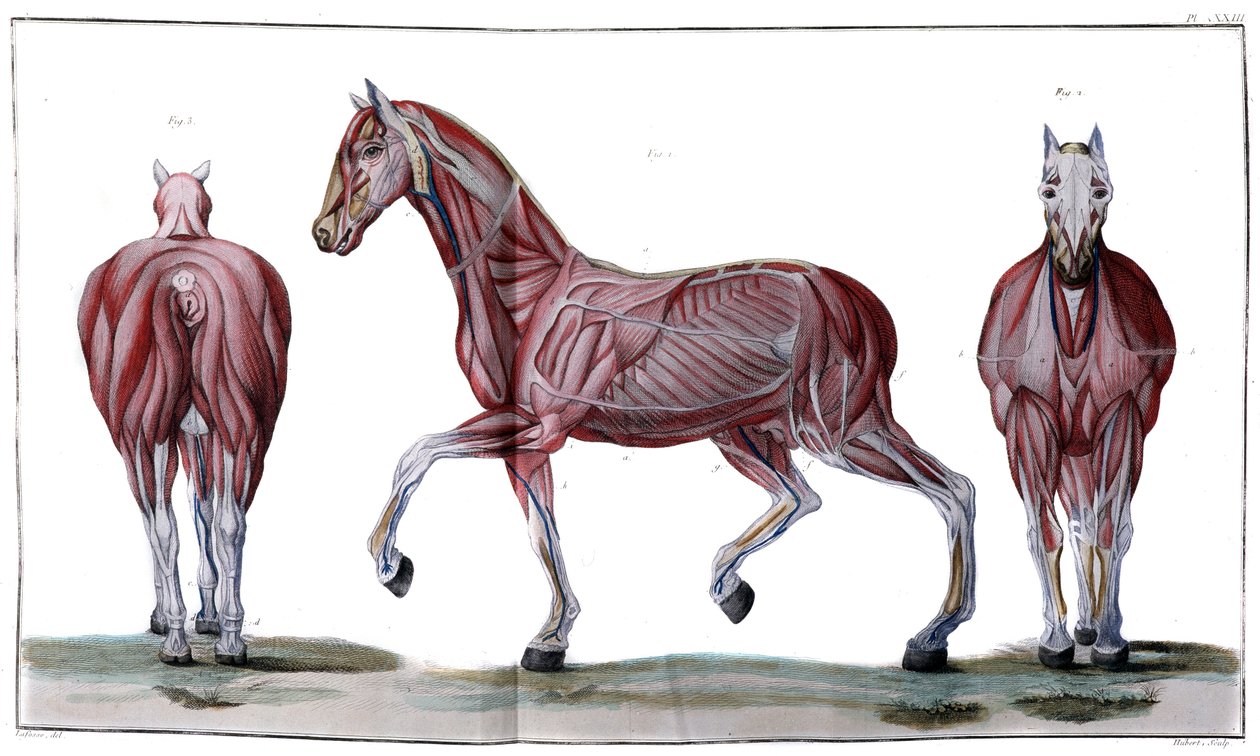 Anatomie des Pferdes: Haut, Gesicht und Profil - „Hippiatric Course, vollständiger Traktat der Pferdemedizin“ von P. E Lafosse von French School