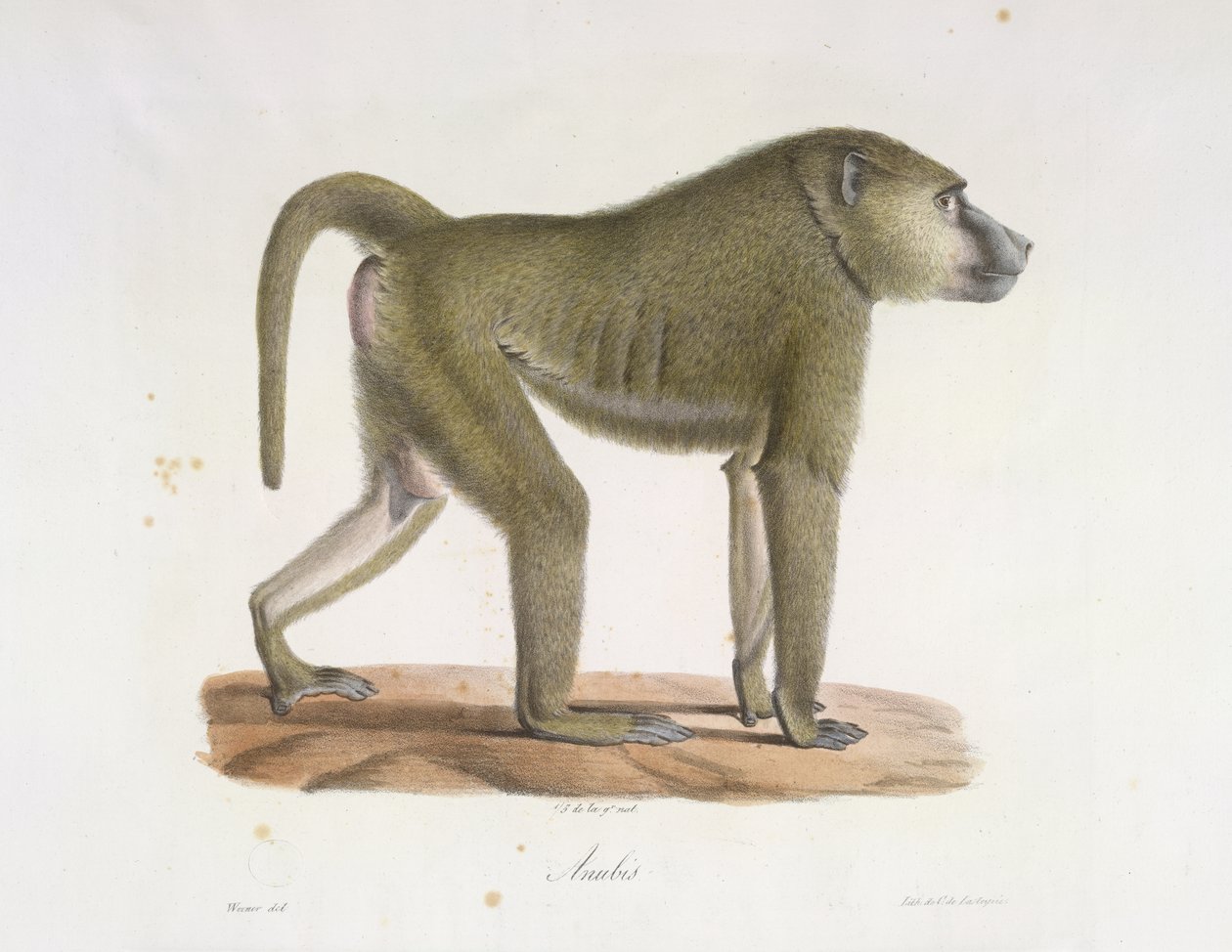 Anubis. Ein Pavian, aus Histoire Naturelle des Mammifères (Farblithographie) von French School