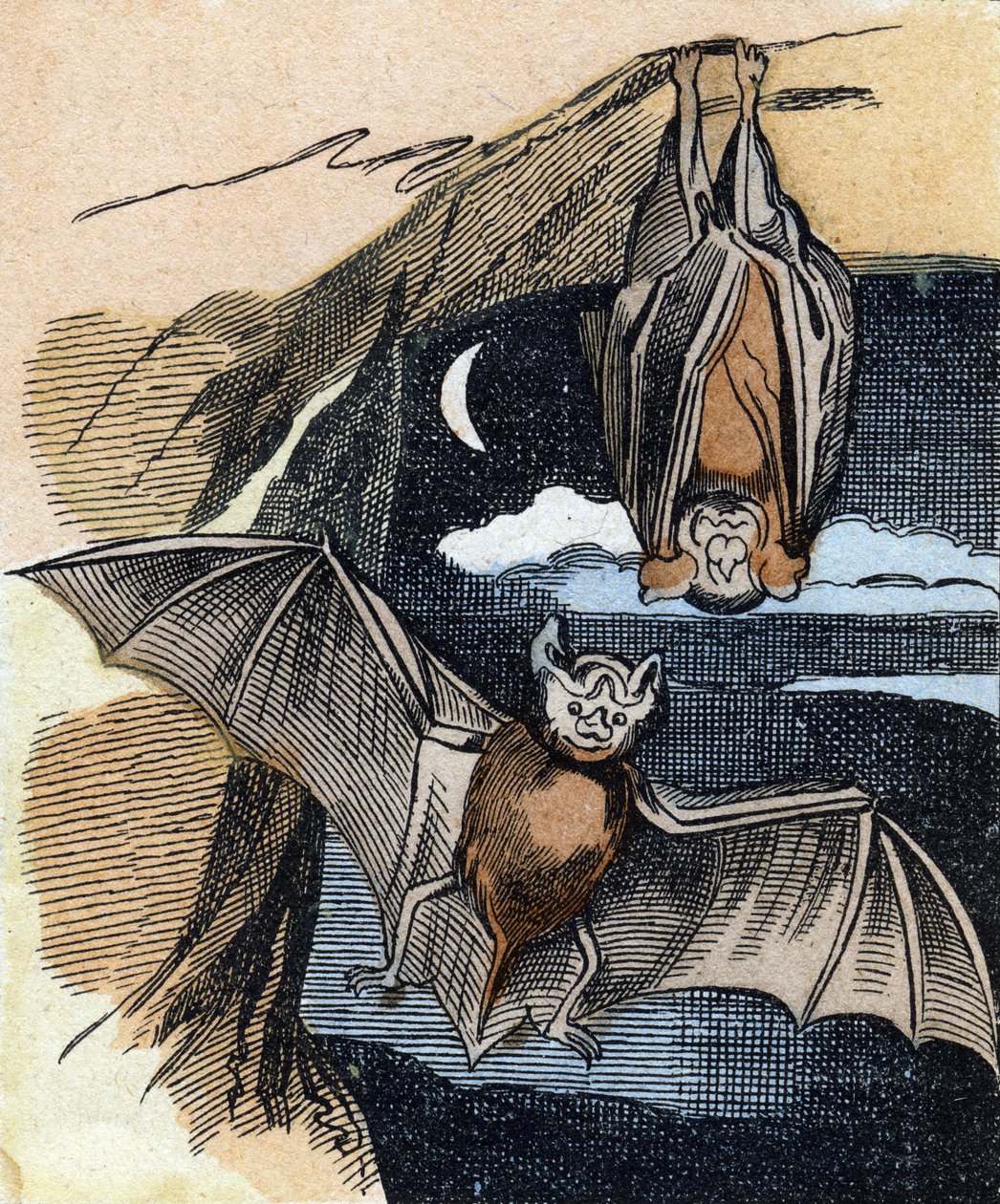 Fledermaus. Gravur in "Buffon Alphabet des Oiseaux n 1" von French School
