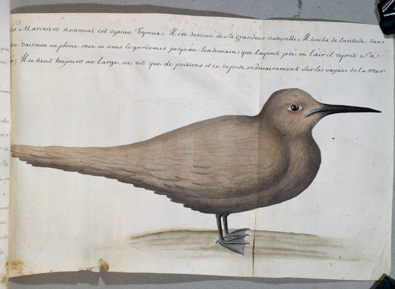 Vogel namens Foyroux (Seeschwalbe), Kap Frio, Brasilien, aus dem Logbuch von Jacques Gouin de Beauchesne von French School