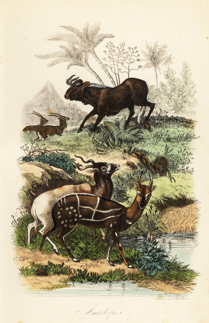 Schwarzes Gnu, Connochaetes gnou, vom Aussterben bedrohtes Addax oder Schraubenhornantilope, Addax nasomaculatus, und Buschbock oder Kewel, Tragelaphus scriptus von French School