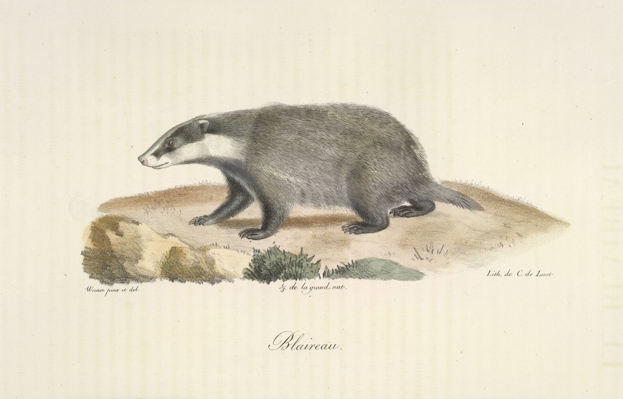 Blaireau, Dachs, aus Histoire Naturelle des Mammifères (Farblithographie) von French School