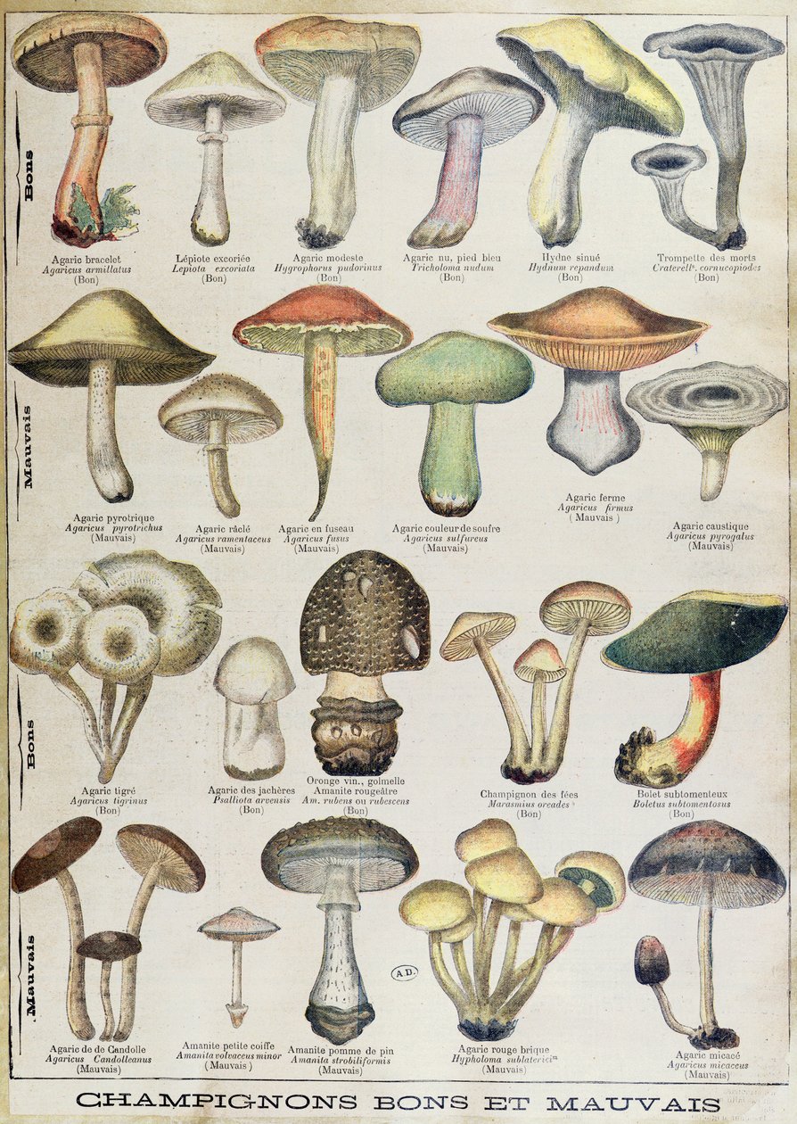 Botanische Tafel, die 