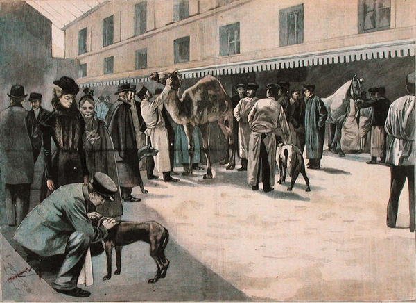 Pflege eines Kamels an der Ecole Nationale Veterinaire d
