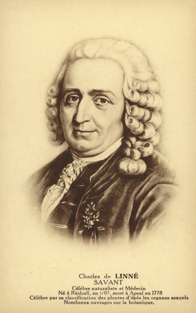 Carl von Linné, schwedischer Botaniker und Zoologe von French School
