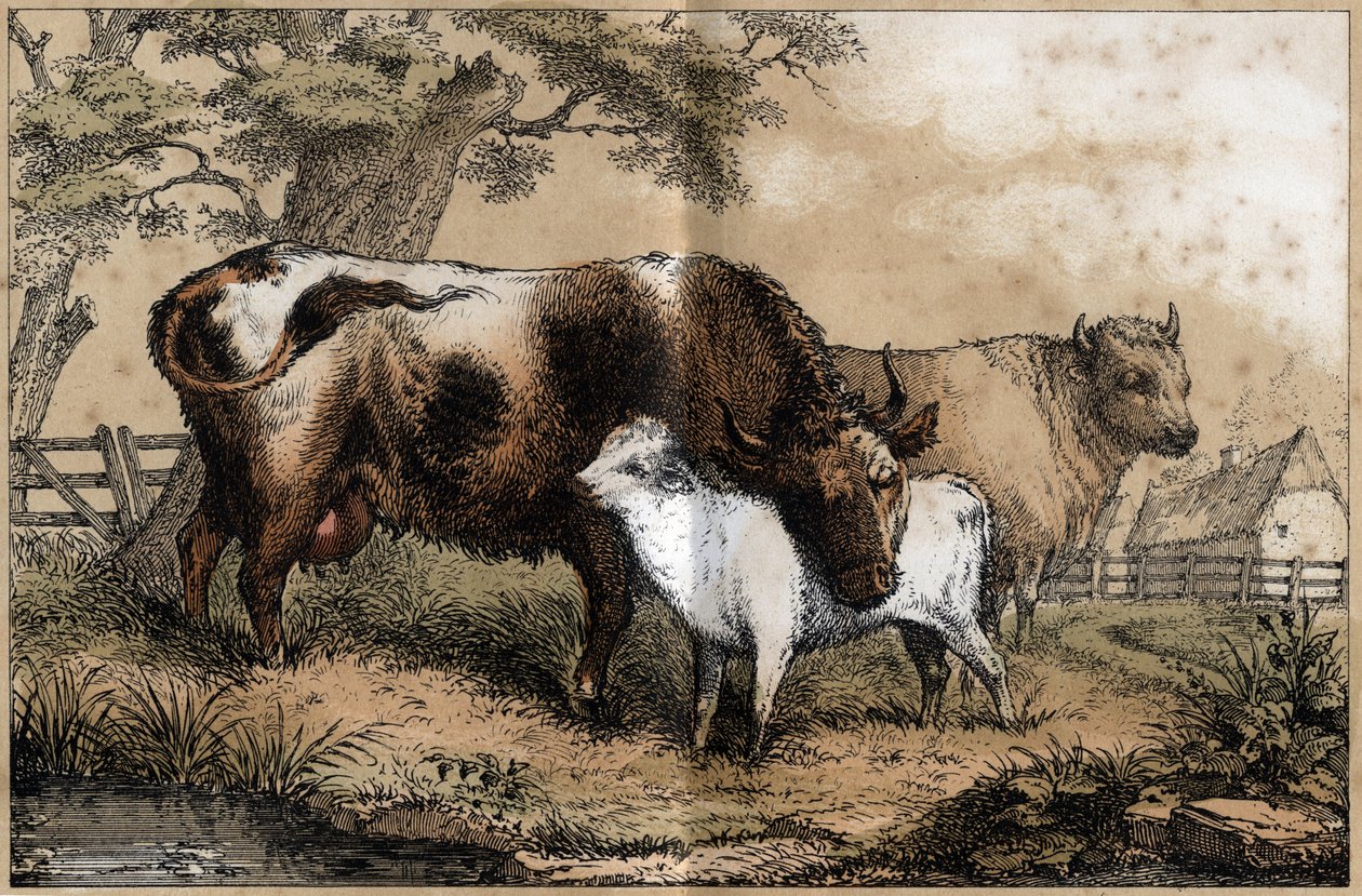 Beschreibung der verschiedenen Produkte und Verwendungen der Kuh: Kuh und Kalb auf einer Wiese. (La coache et ses produits) von French School