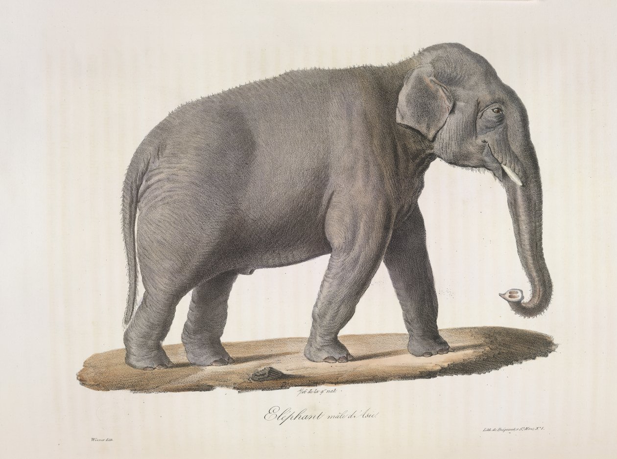Asiatischer Elefant, aus Histoire Naturelle des Mammifères von French School