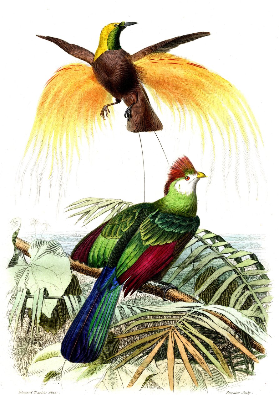Exotische Vögel: der kleine smaragdgrüne Paradiesvogel und der Touraco Pauline von French School