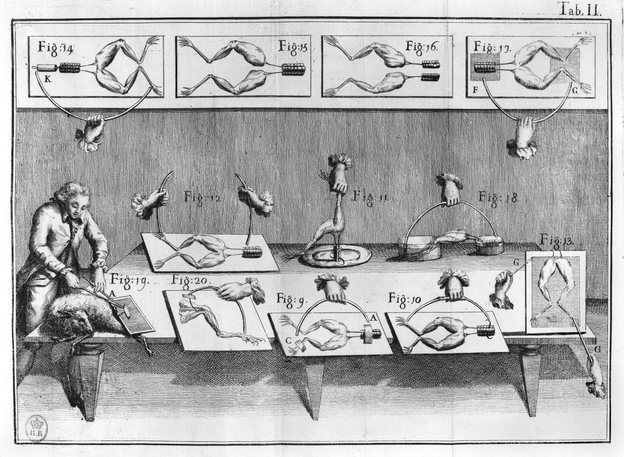 Experiment an Fröschen, Illustration aus De viribus electricitatis in motu muscumari von French School