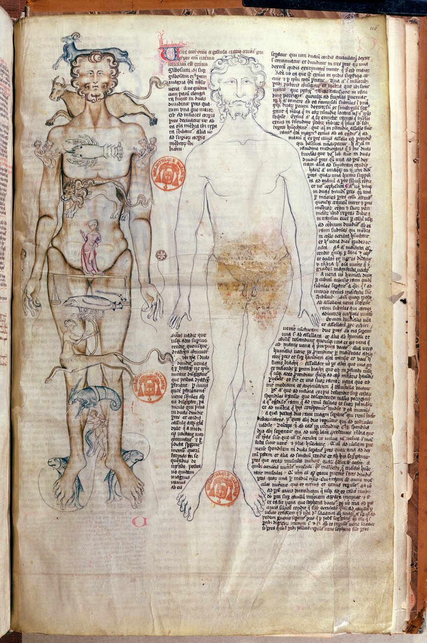 F.116v Die Beziehung zwischen dem menschlichen Körper und den Zeichen des Tierkreises, aus einer medizinischen Abhandlung von Abul Qasim Khalaf ibn al-Abbas al-Zahrawi (Abulcasis) (936-1013) übersetzt von Gerard de Cremone von French School