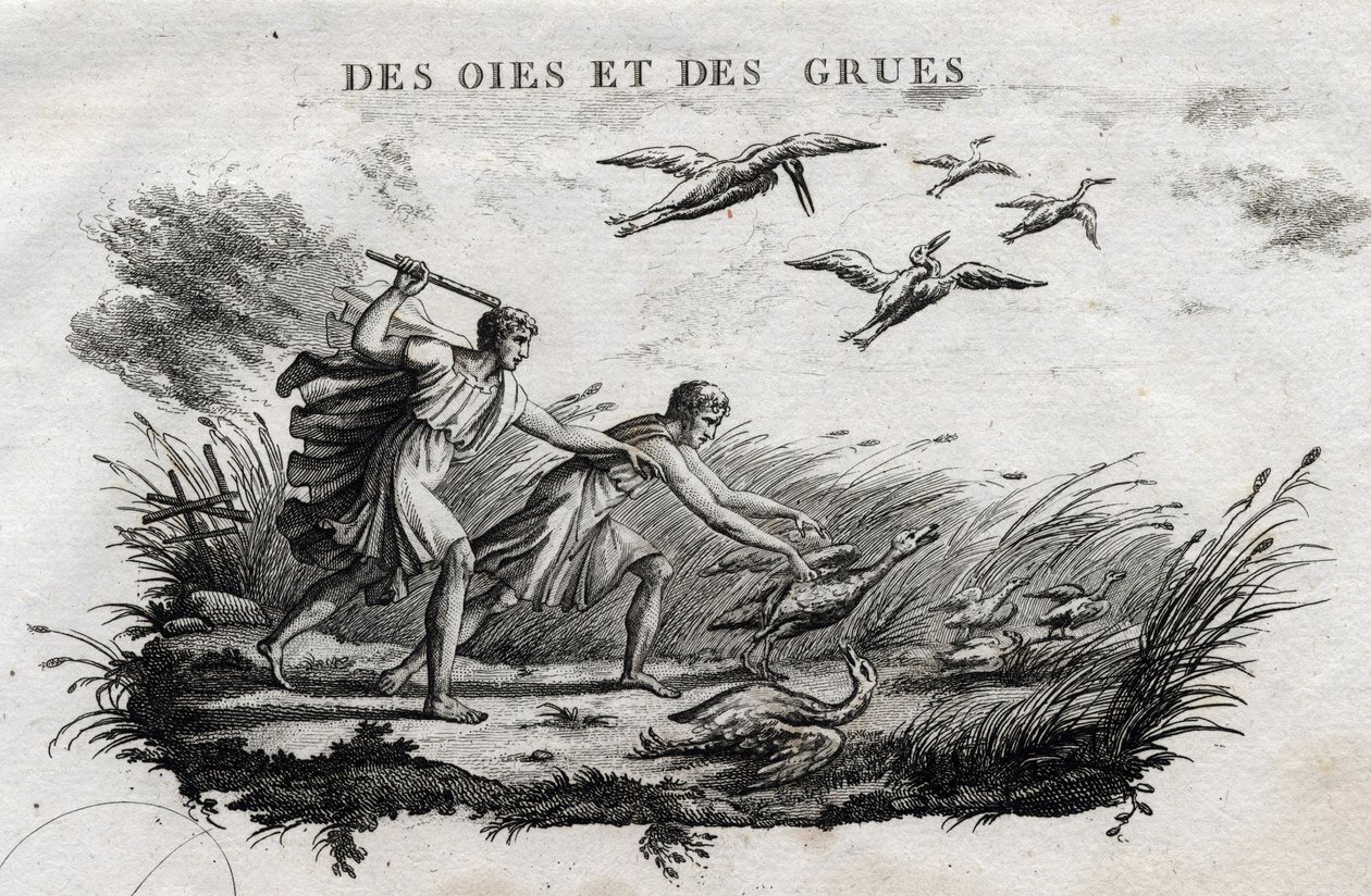 Gänse und Kraniche - Fabel von Äsop (Griechischer Schriftsteller Äsop, 6. Jahrhundert v. Chr.) Geschrieben von Guillaume Montfort und graviert von Beauble im Jahr 1801. von French School