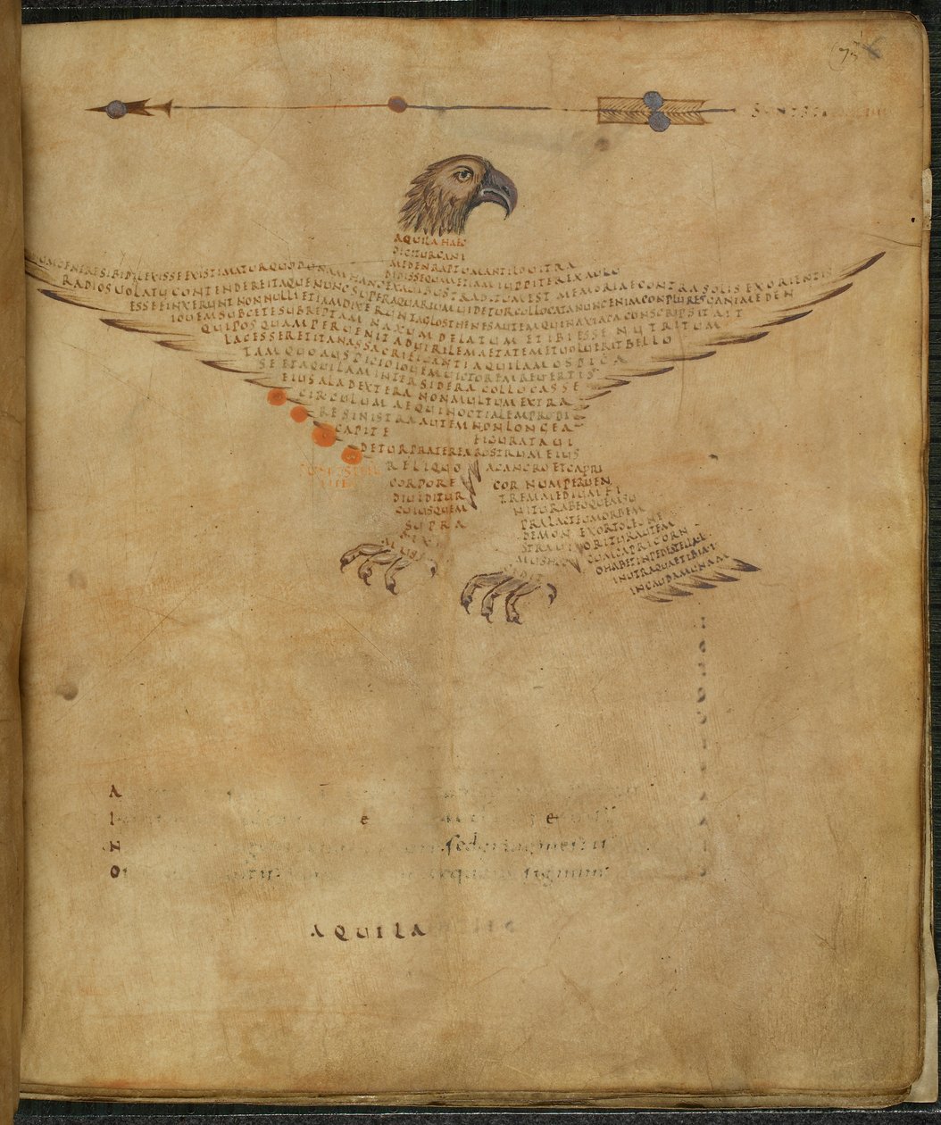 Harley 647, f.7 Illustration des Sternbildes 