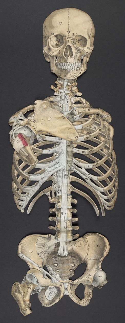 Kopf und Torso, aus 