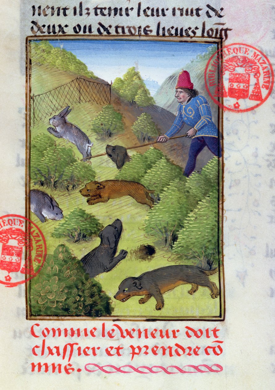 Kaninchenjagd mit Hunden und Netzen, aus dem Livre de la Chasse von Gaston Phebus, frühes 15. Jahrhundert von French School